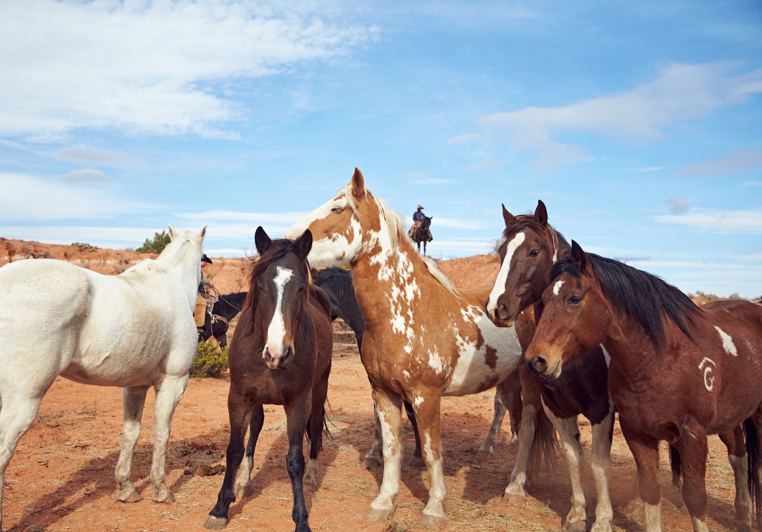 Cowboy_3482